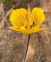 Calochortus weedii weedii