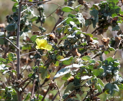 Gossypium tomentosum