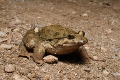 Moroccan Painted Frog photo 2