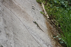 Stenocercus crassicaudatus