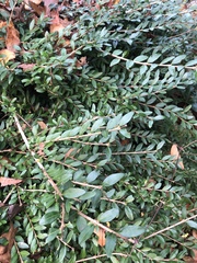 Buxus sempervirens