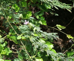 Canavalia cathartica