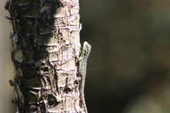 Stenocercus crassicaudatus