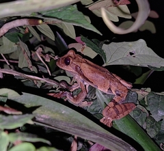 Common Marsupial Frog photo 2