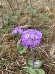 Primula denticulata