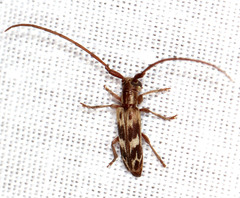 Eunidia strigata