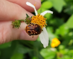 Euphoria subtomentosa