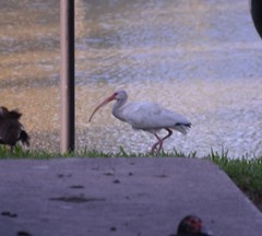 Eudocimus albus