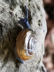 Morlina glabra