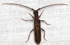 Trichopsathyrus modestus