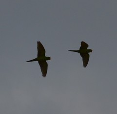 Psittacara holochlorus