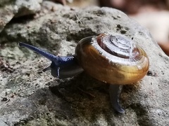 Morlina glabra