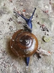 Morlina glabra