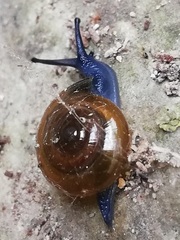 Morlina glabra