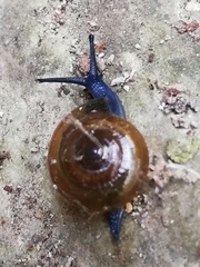 Morlina glabra