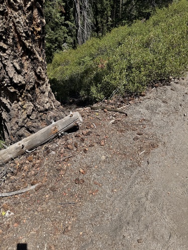 iNaturalist observation photo of Northern Pacific Rattlesnake