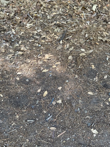 iNaturalist observation photo of Toothy Skinks