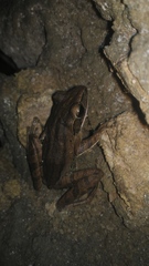 Polypedates leucomystax