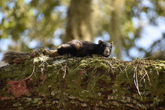 Sciurus niger shermani