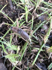 Nesoecia nigrispina