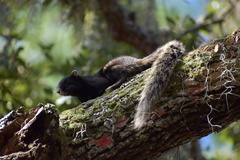 Sciurus niger shermani