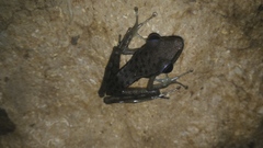 Chalcorana chalconota