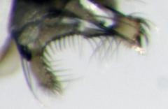 Scaptomyza elmoi
