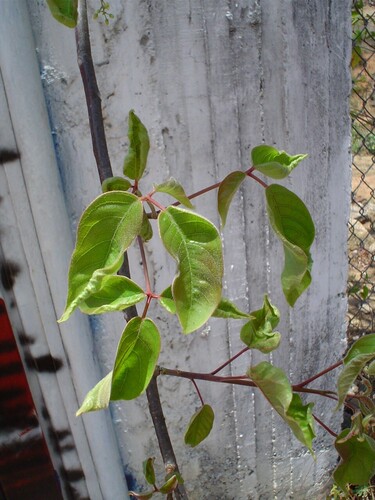 Bursera instabilis McVaugh & Rzed. 2