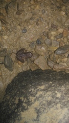 Microhyla achatina