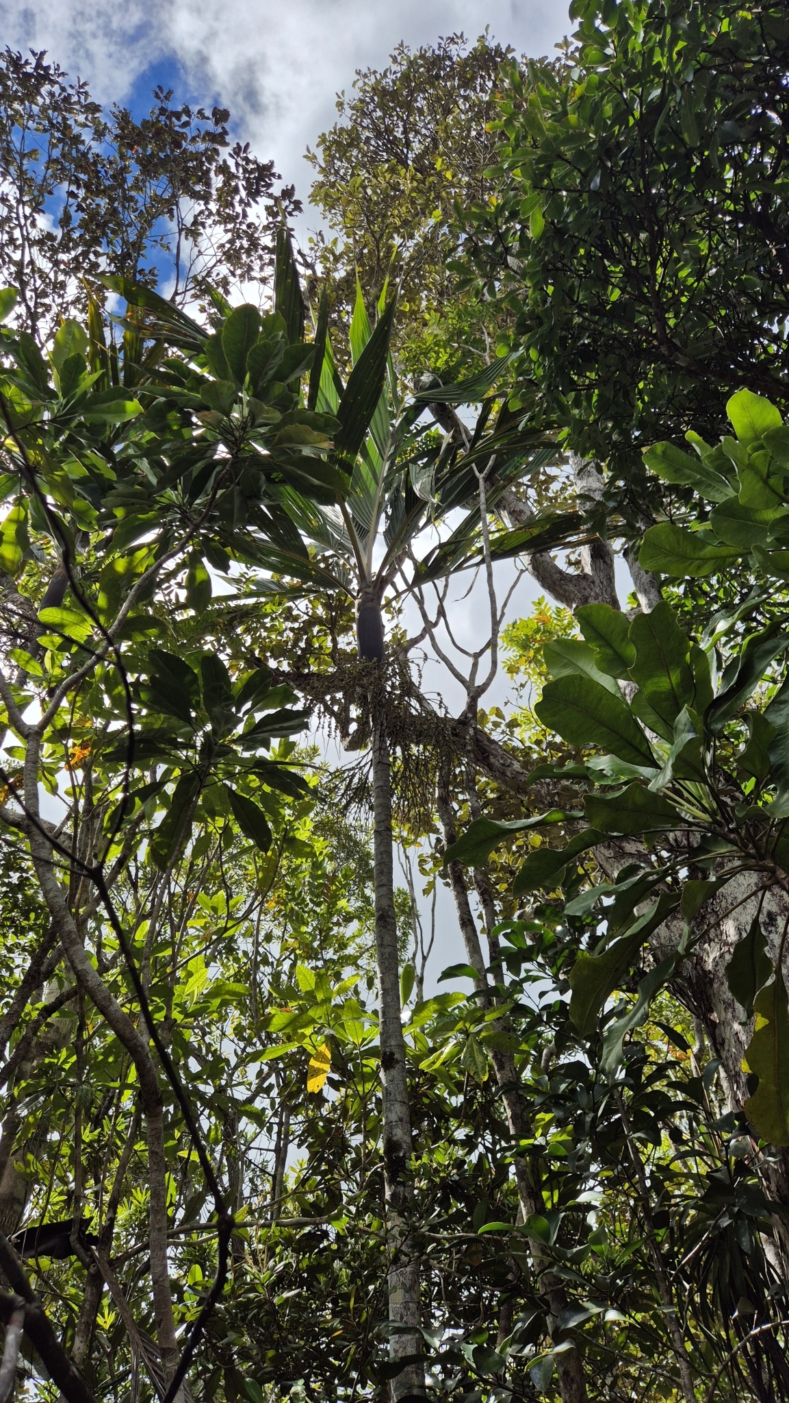 Imagem de Basselinia pancheri