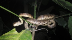 Pareas carinatus
