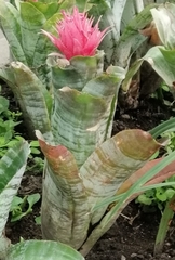 Aechmea fasciata