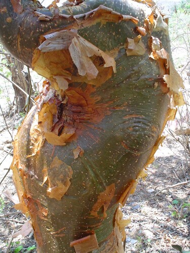 Bursera instabilis McVaugh & Rzed. 3