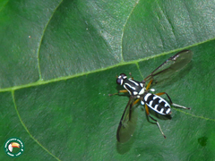 Raphiocera