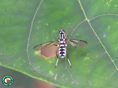 Raphiocera