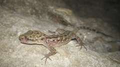 Cyrtodactylus marmoratus