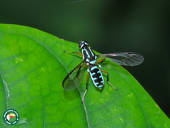 Raphiocera