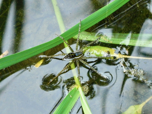 Six-spotted fishing spider