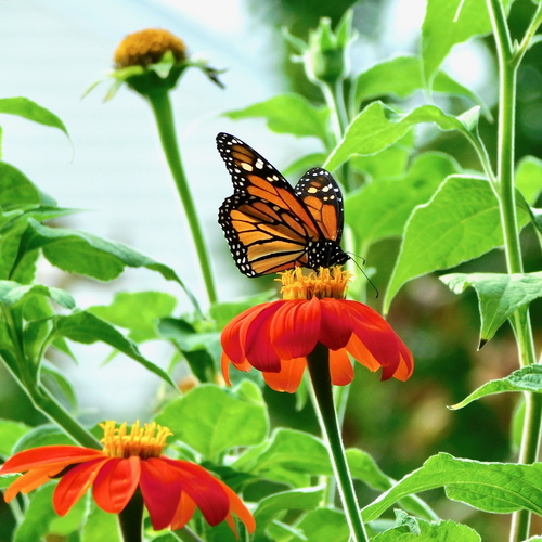 Migratory Monarch photographed in North Carolina