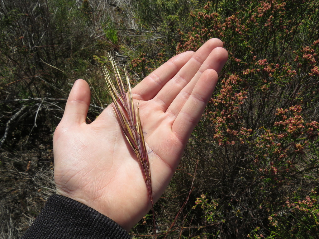 Pseudopentameris caespitosa