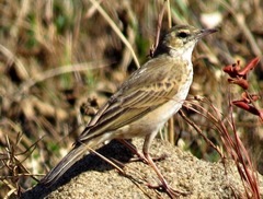 Anthus nicholsoni