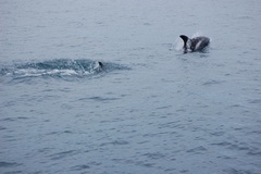 Lagenorhynchus albirostris