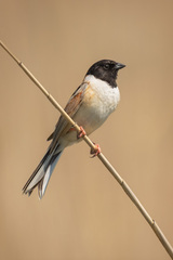 Japanese Reed Bunting photo 4