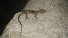 Cyrtodactylus marmoratus