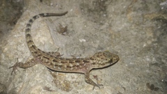 Cyrtodactylus marmoratus