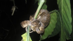 Pareas carinatus