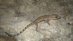 Cyrtodactylus marmoratus