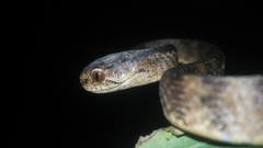 Pareas carinatus