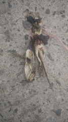 Calotes versicolor