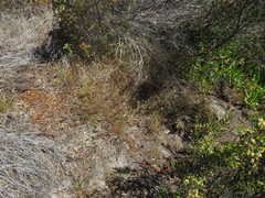 Pentameris airoides airoides